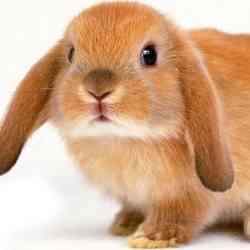 Single Arab man in Moclips, WA, United States